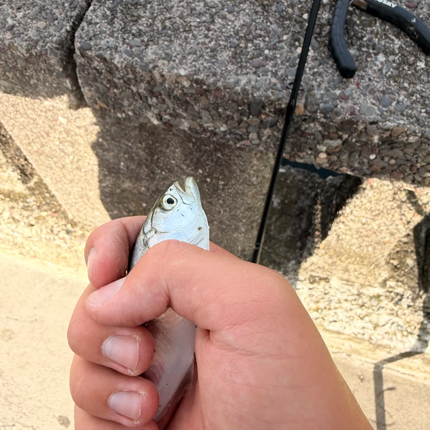 Bluefish caught on Fishbrain