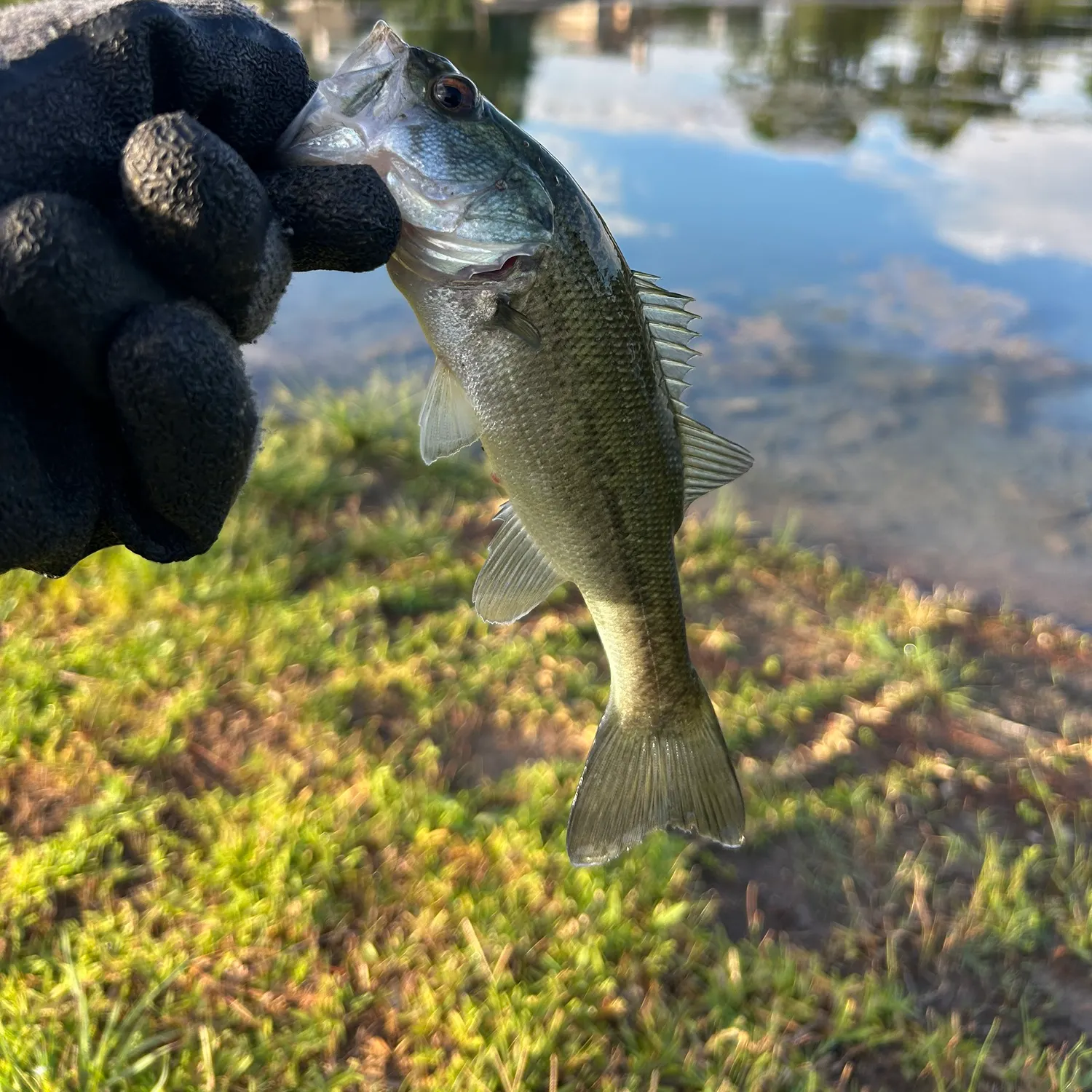 Largemouth bass caught on Fishbrain