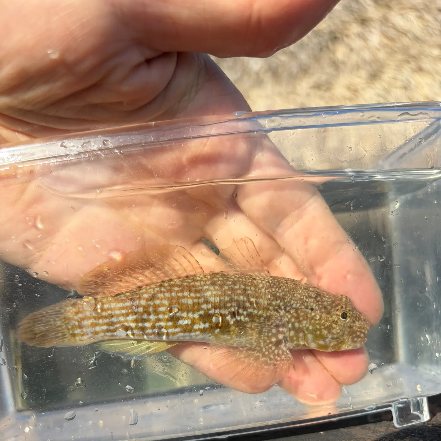 The most recent Checkerboard frillfin goby catches on Fishbrain