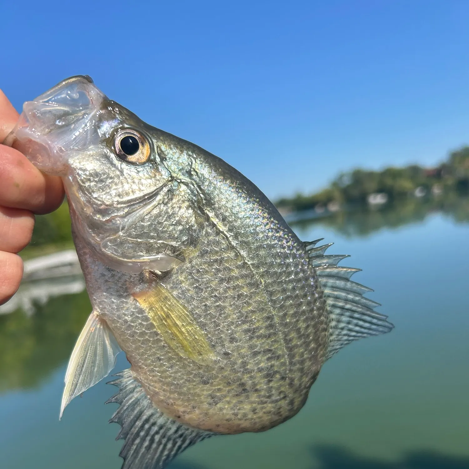 Black crappie caught on Fishbrain