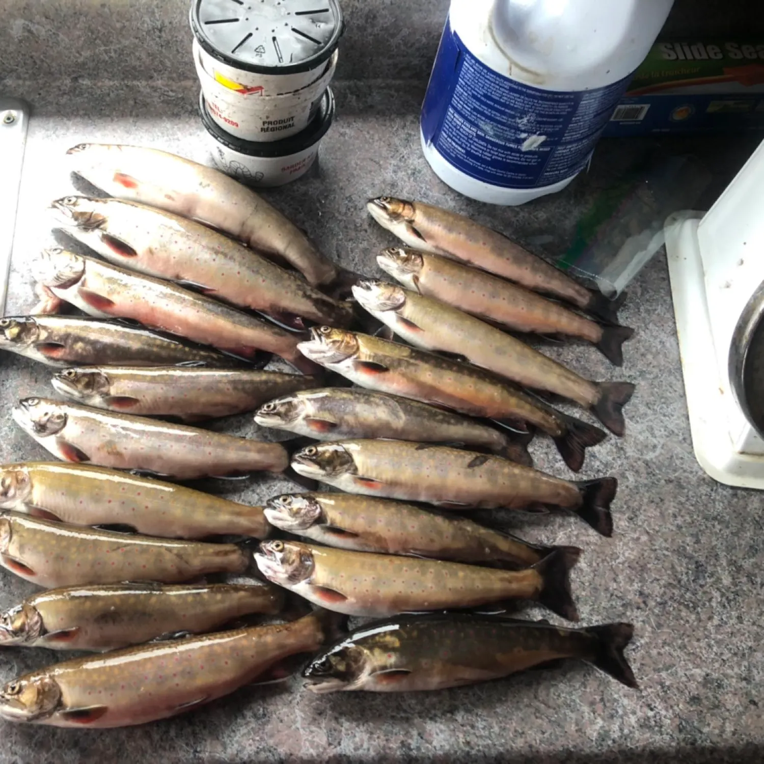 recently logged catches