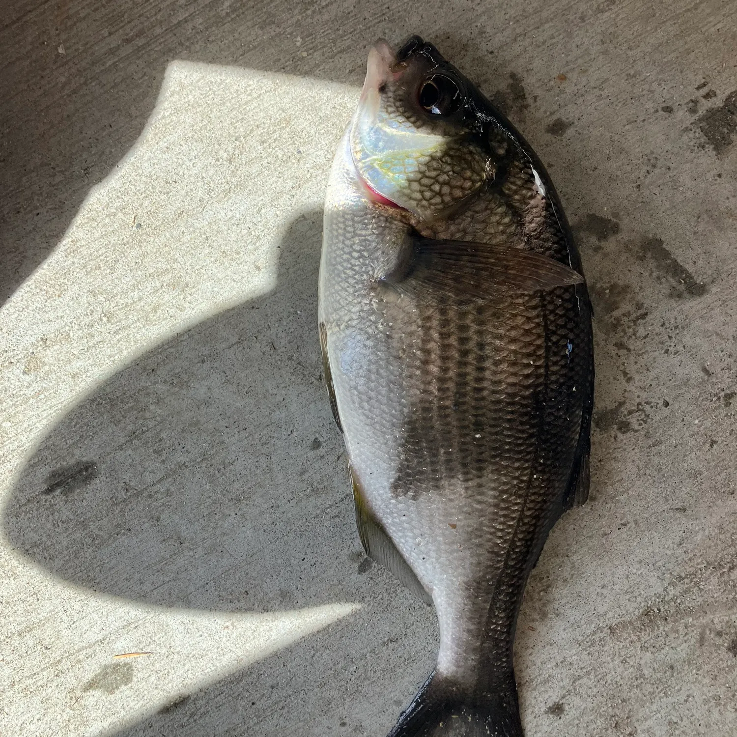 The most recent Shiner perch catches on Fishbrain