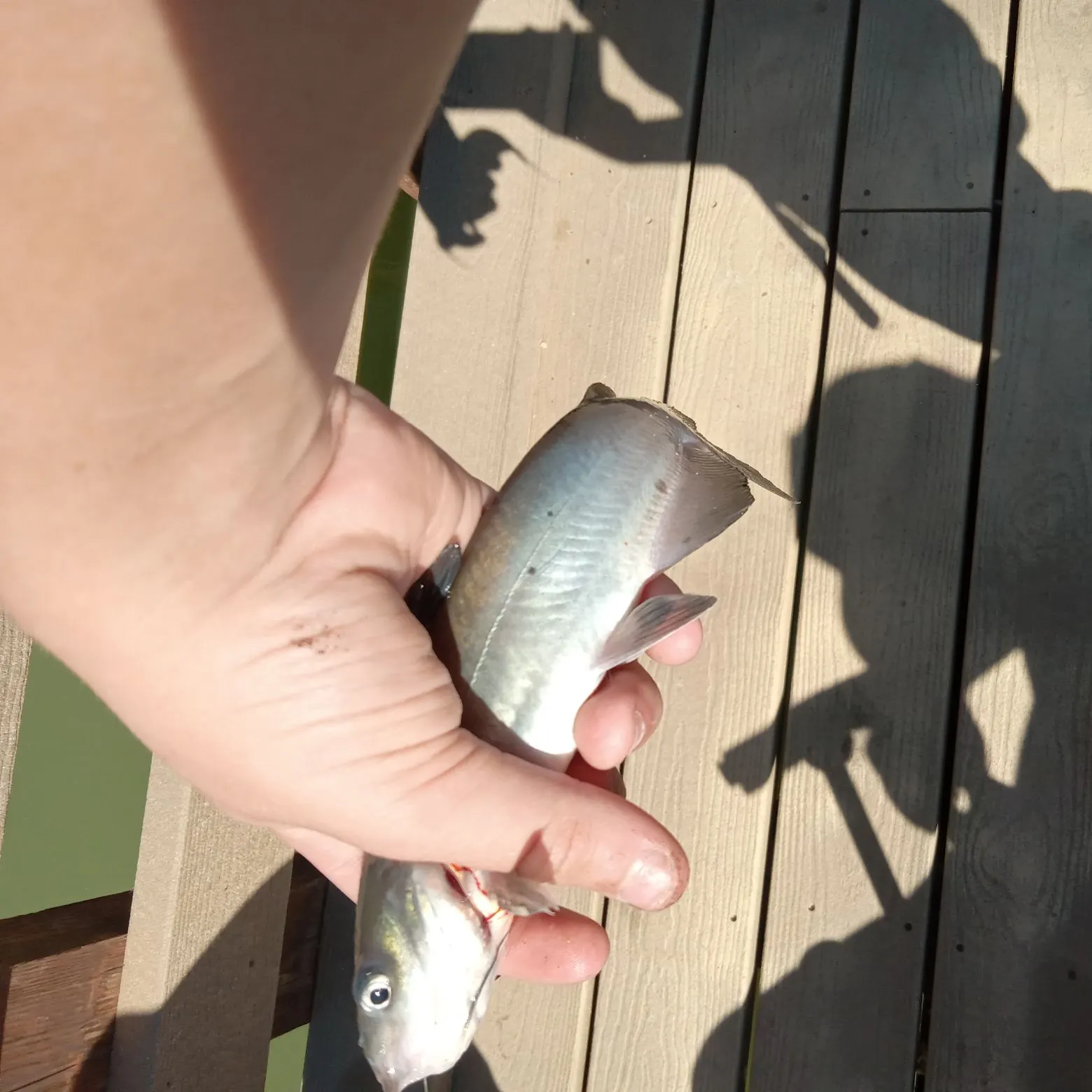 Channel catfish caught on Fishbrain