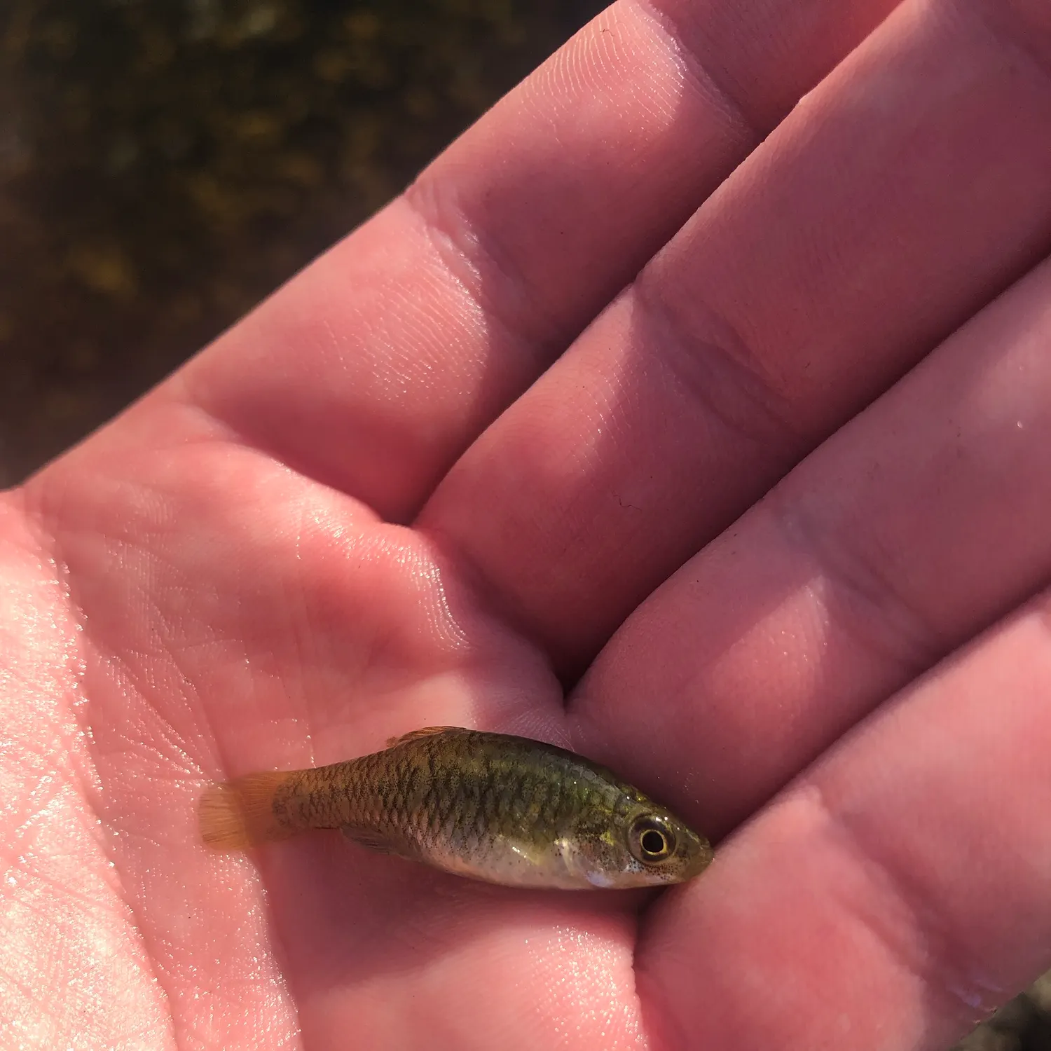 The most recent Rainwater killifish catches on Fishbrain
