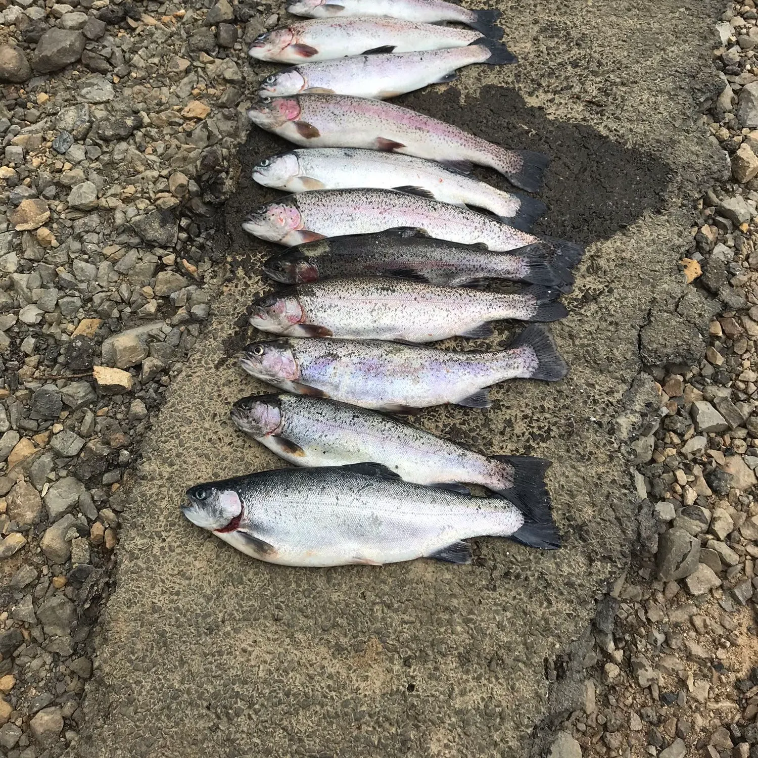 recently logged catches