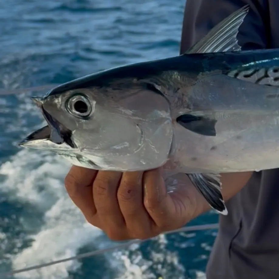 The most recent Australian bonito catches on Fishbrain