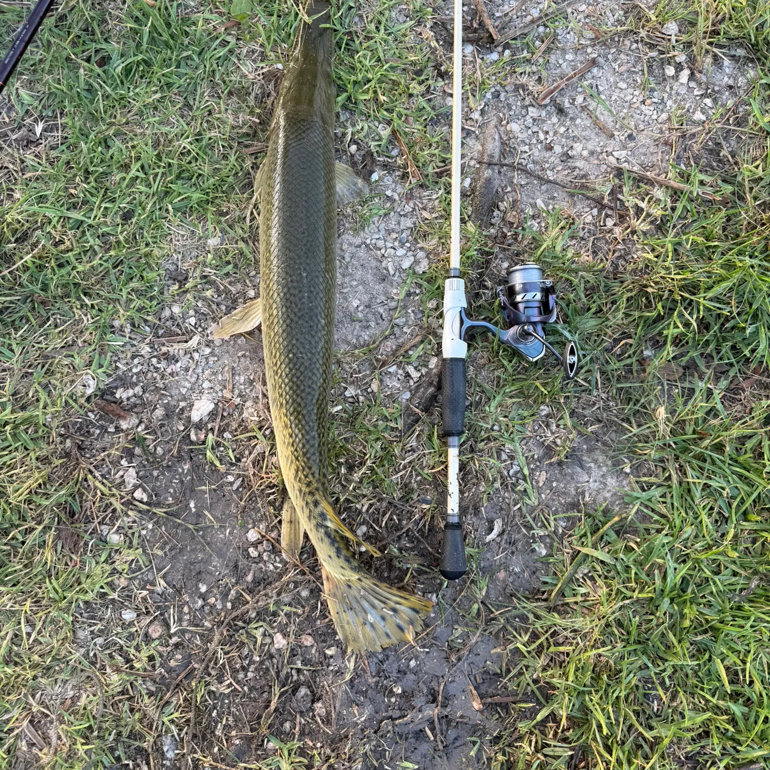 The most recent Shortnose gar catches on Fishbrain