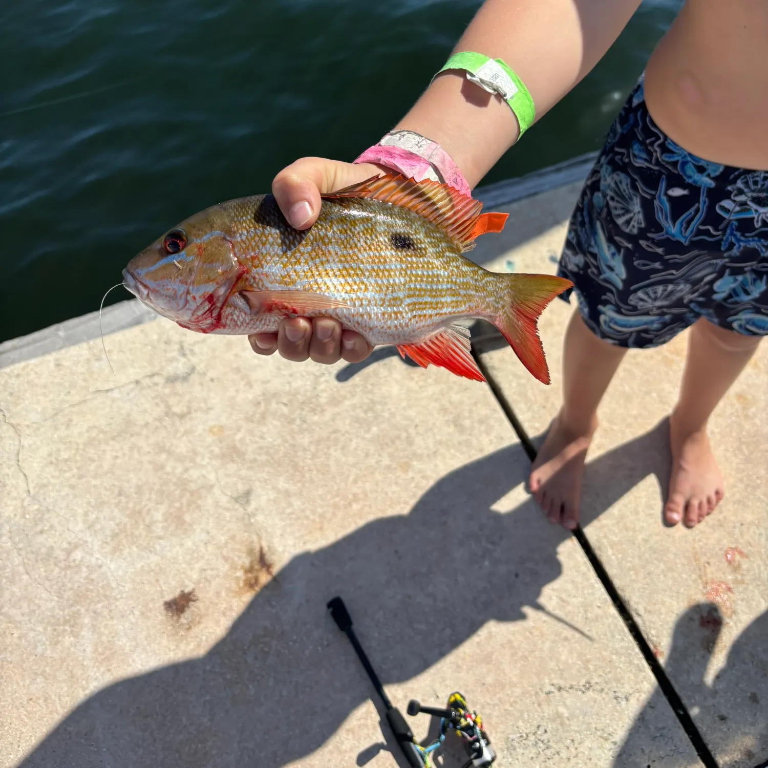 The most recent Mutton snapper catches on Fishbrain