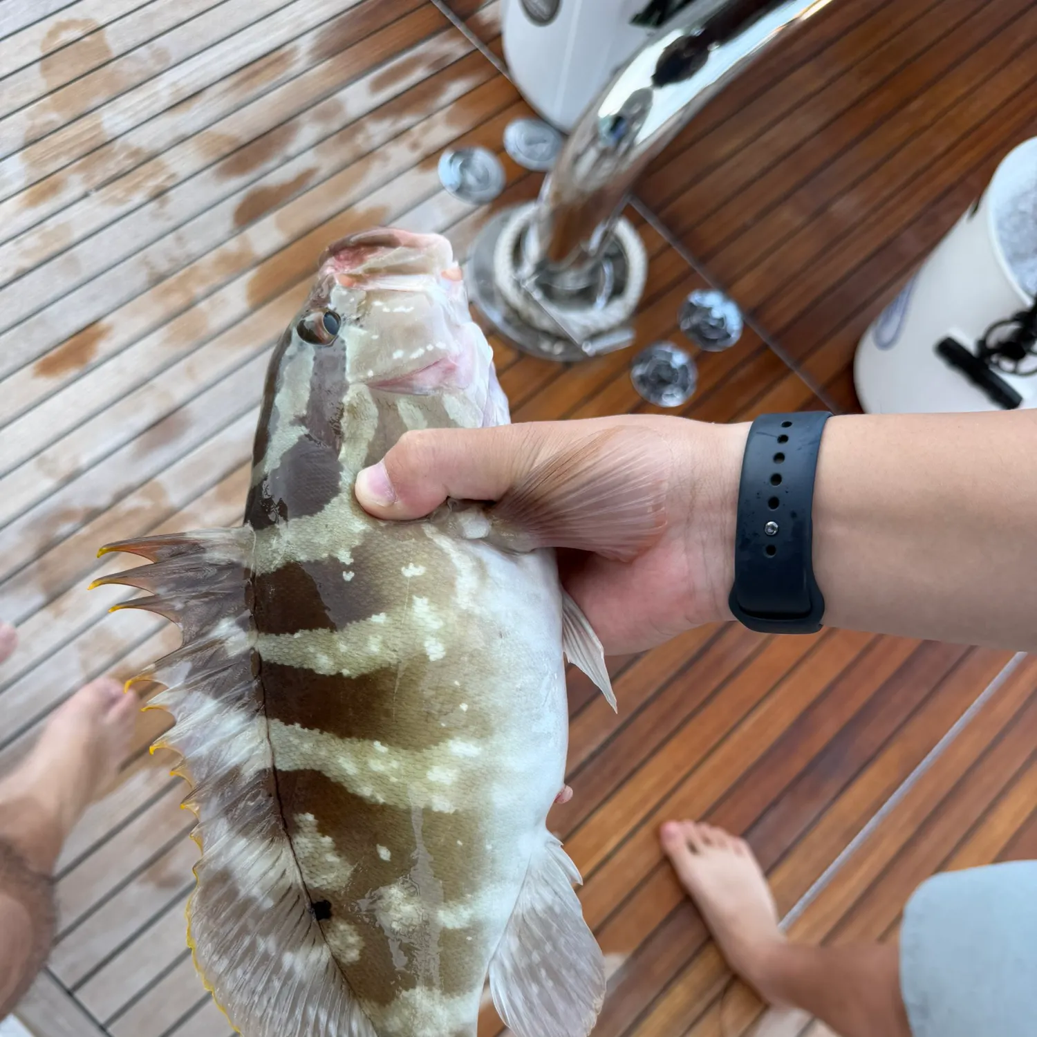 The most recent Nassau grouper catches on Fishbrain
