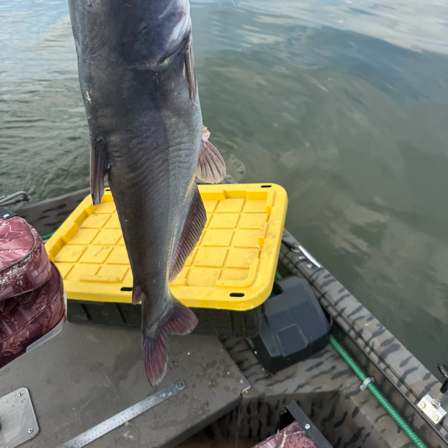 Blue catfish caught on Fishbrain