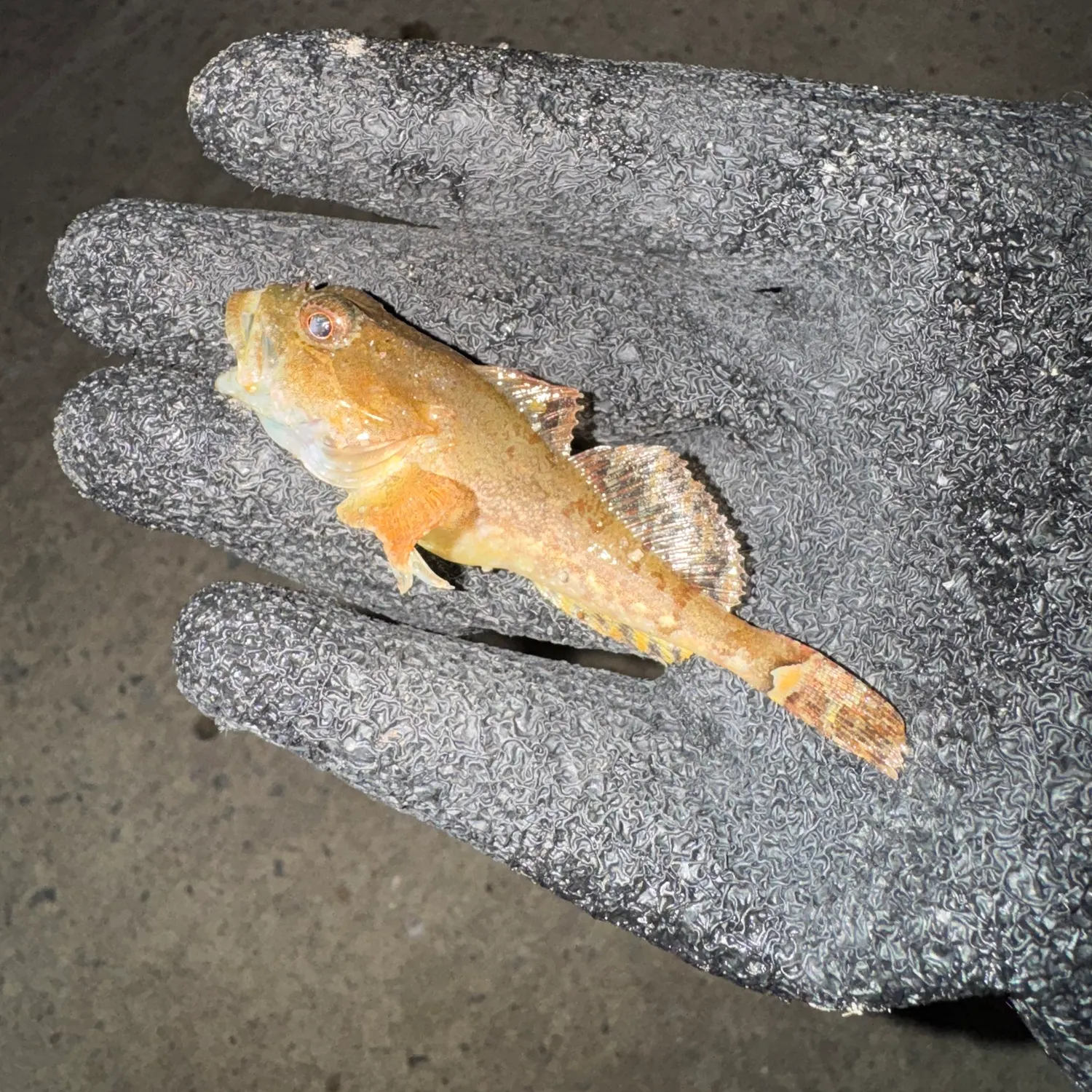 Shorthorn sculpin caught on Fishbrain