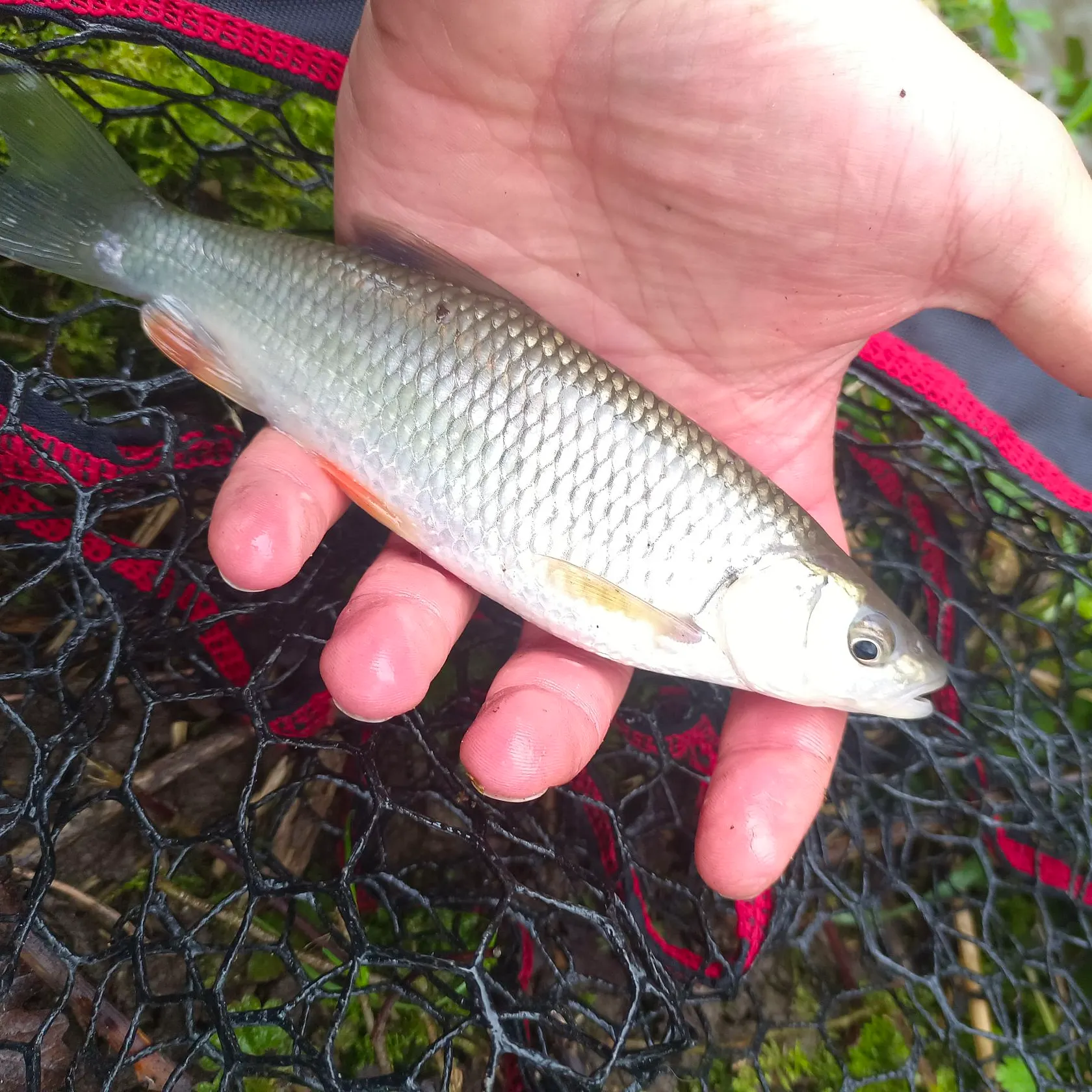 The most recent European chub catches on Fishbrain