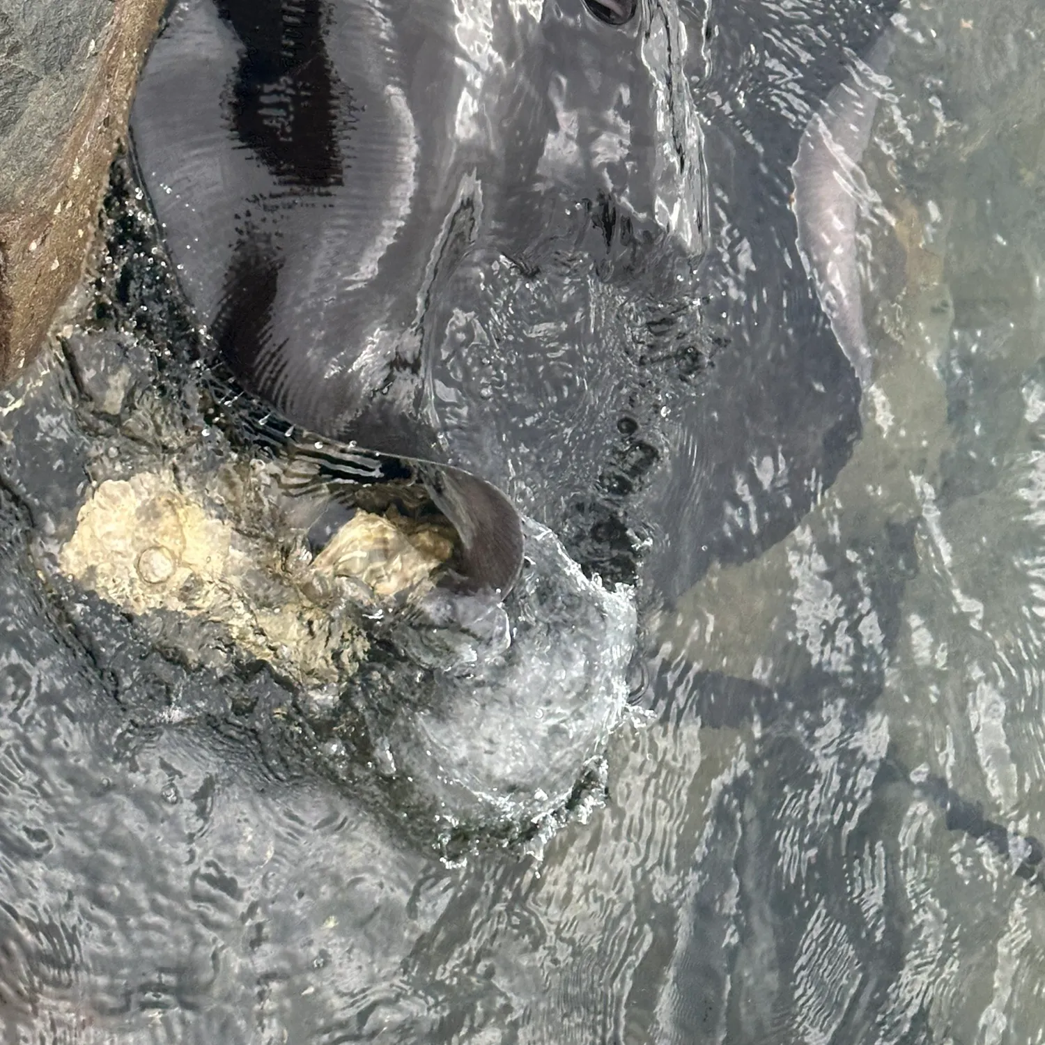 The most recent Short-tail stingray catches on Fishbrain
