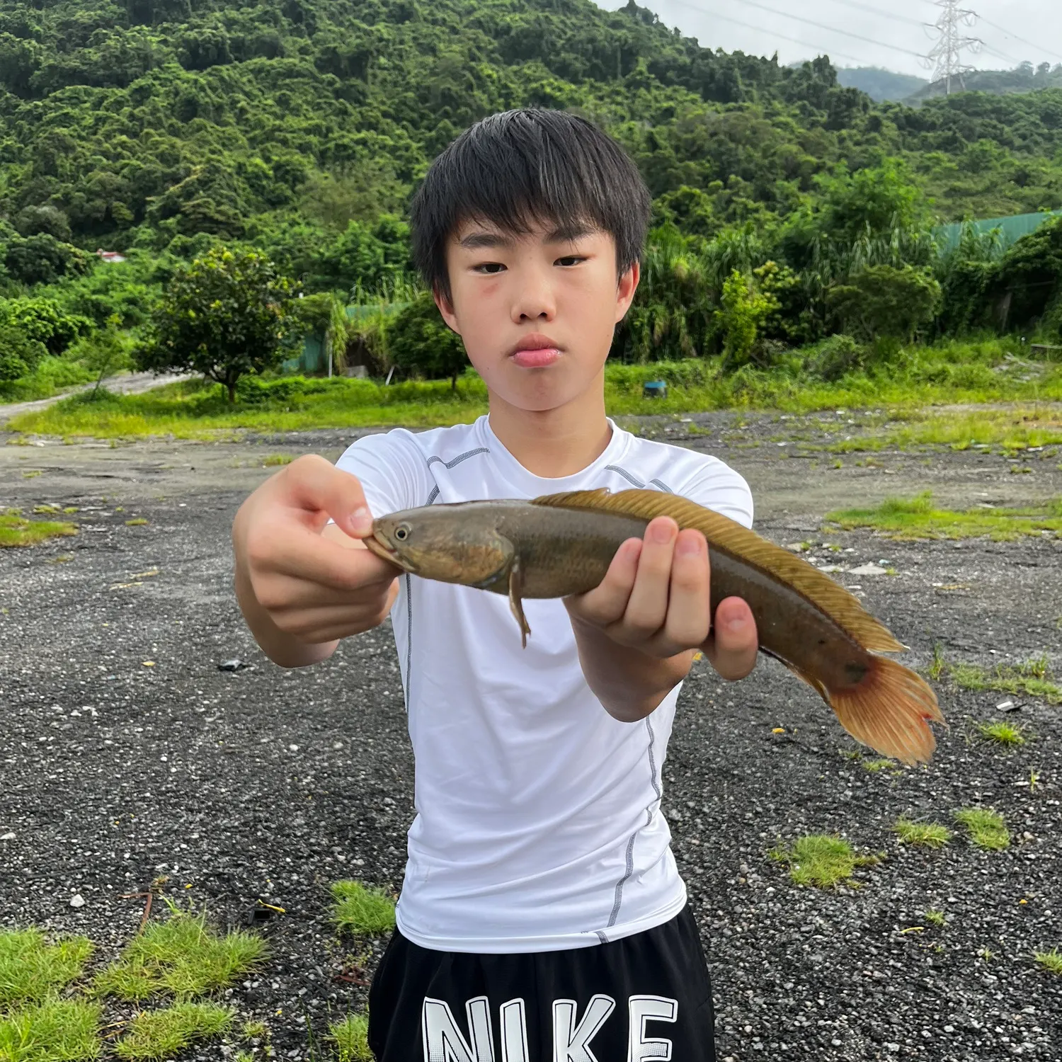 The most recent Striped snakehead catches on Fishbrain