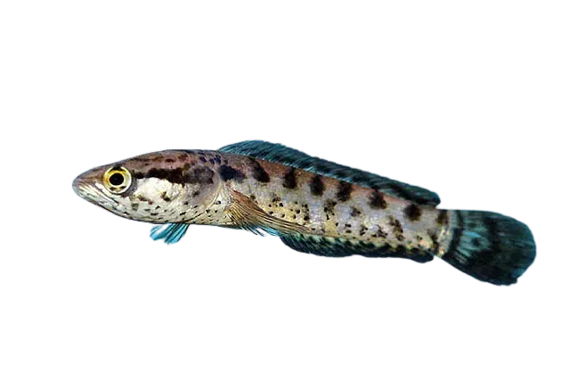 Forest snakehead