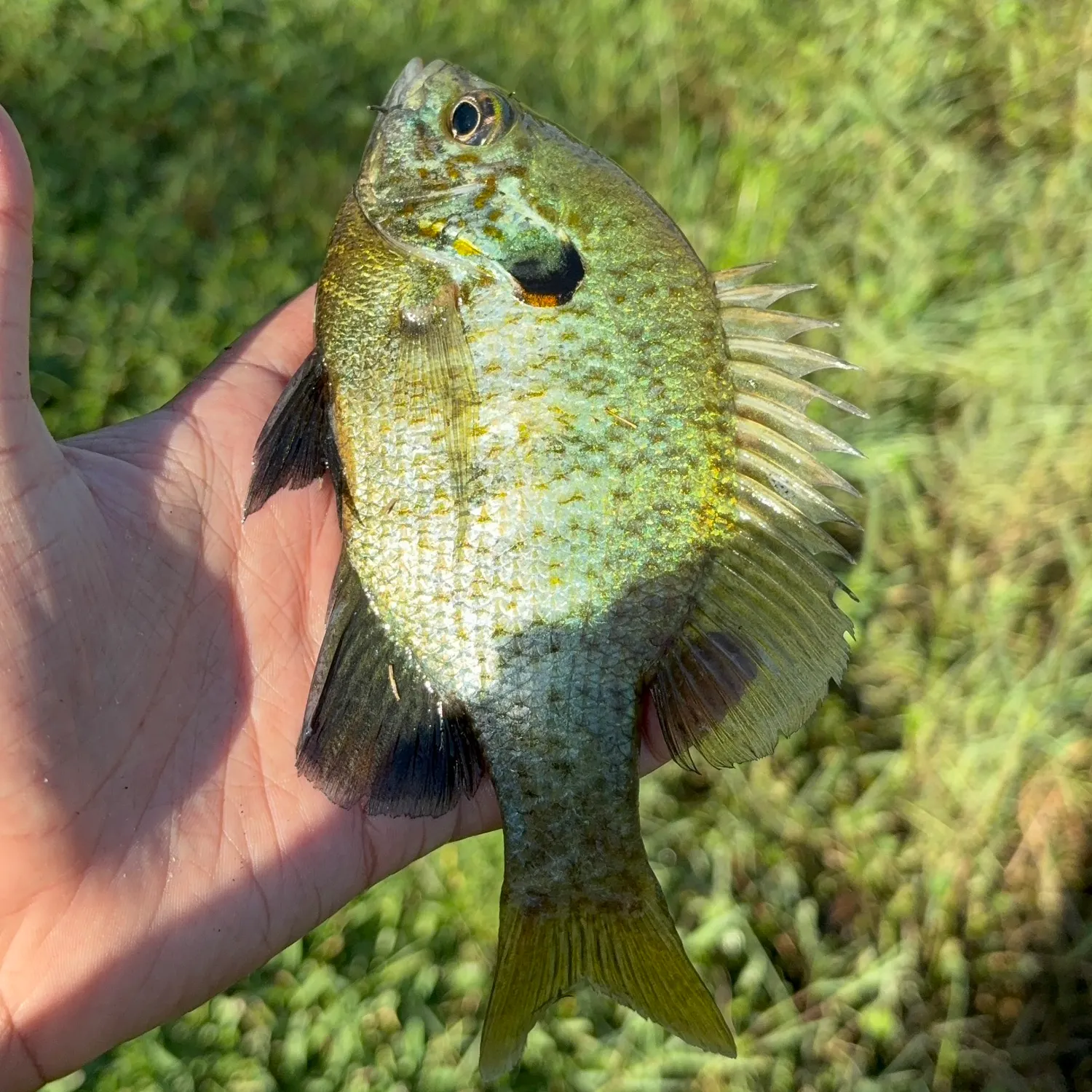 The most recent Northern sunfish catches on Fishbrain