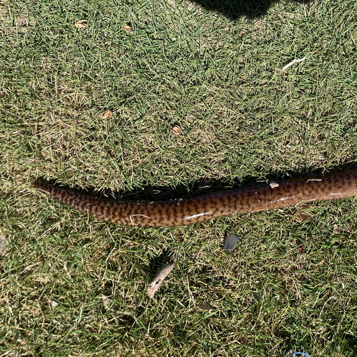 The most recent Slender giant moray catches on Fishbrain