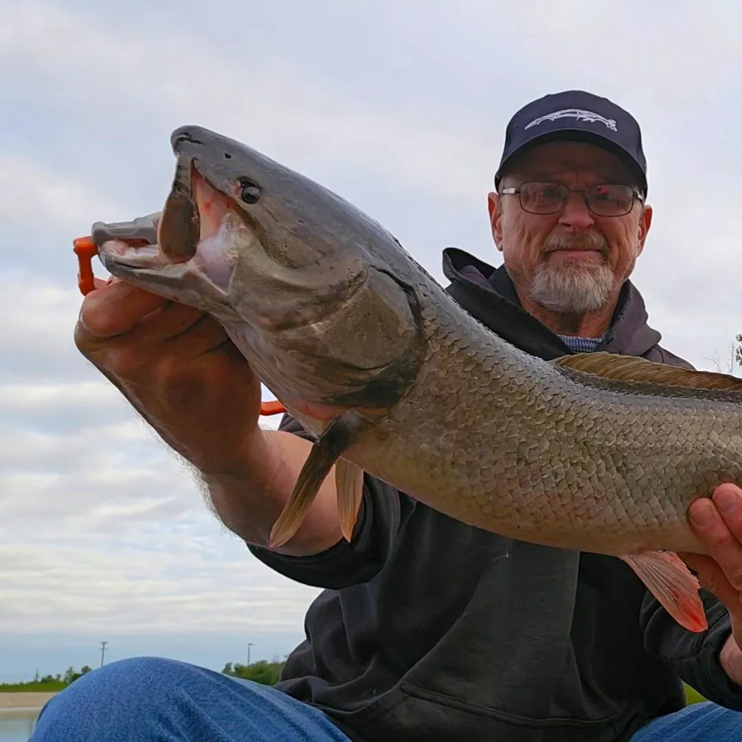 Eyetail bowfin caught on Fishbrain