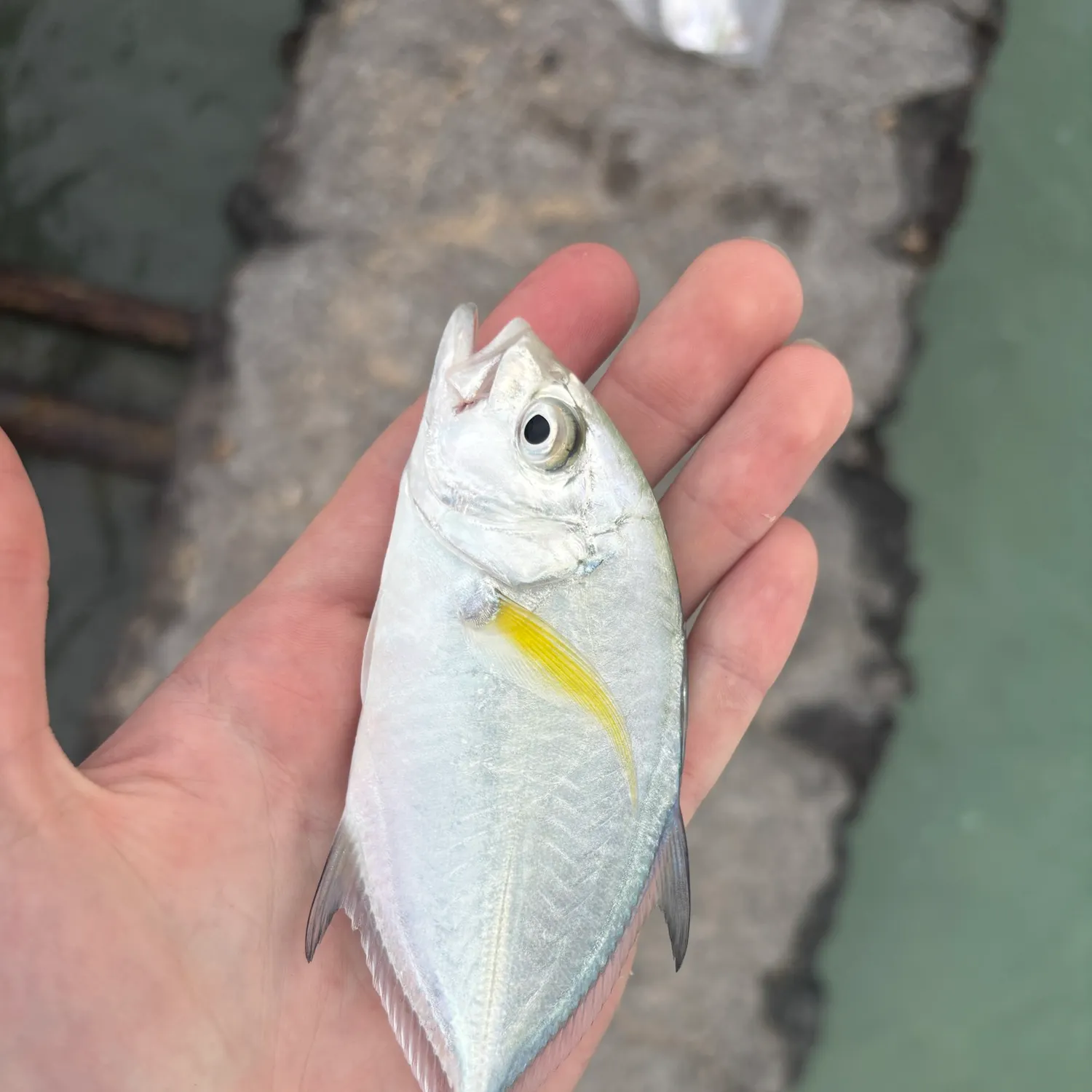 The most recent Coastal trevally catches on Fishbrain