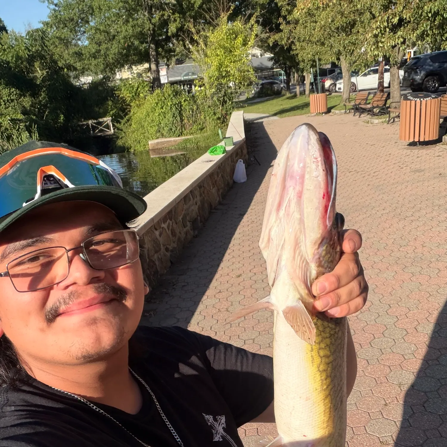Chain pickerel caught on Fishbrain