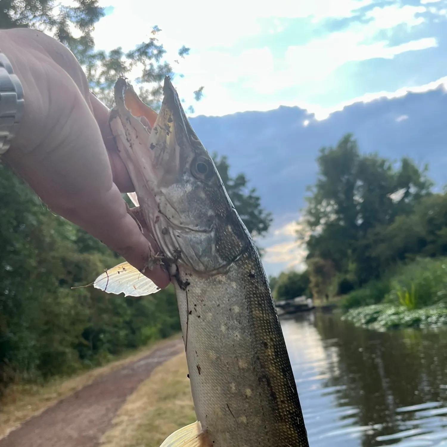 Northern pike caught on Fishbrain