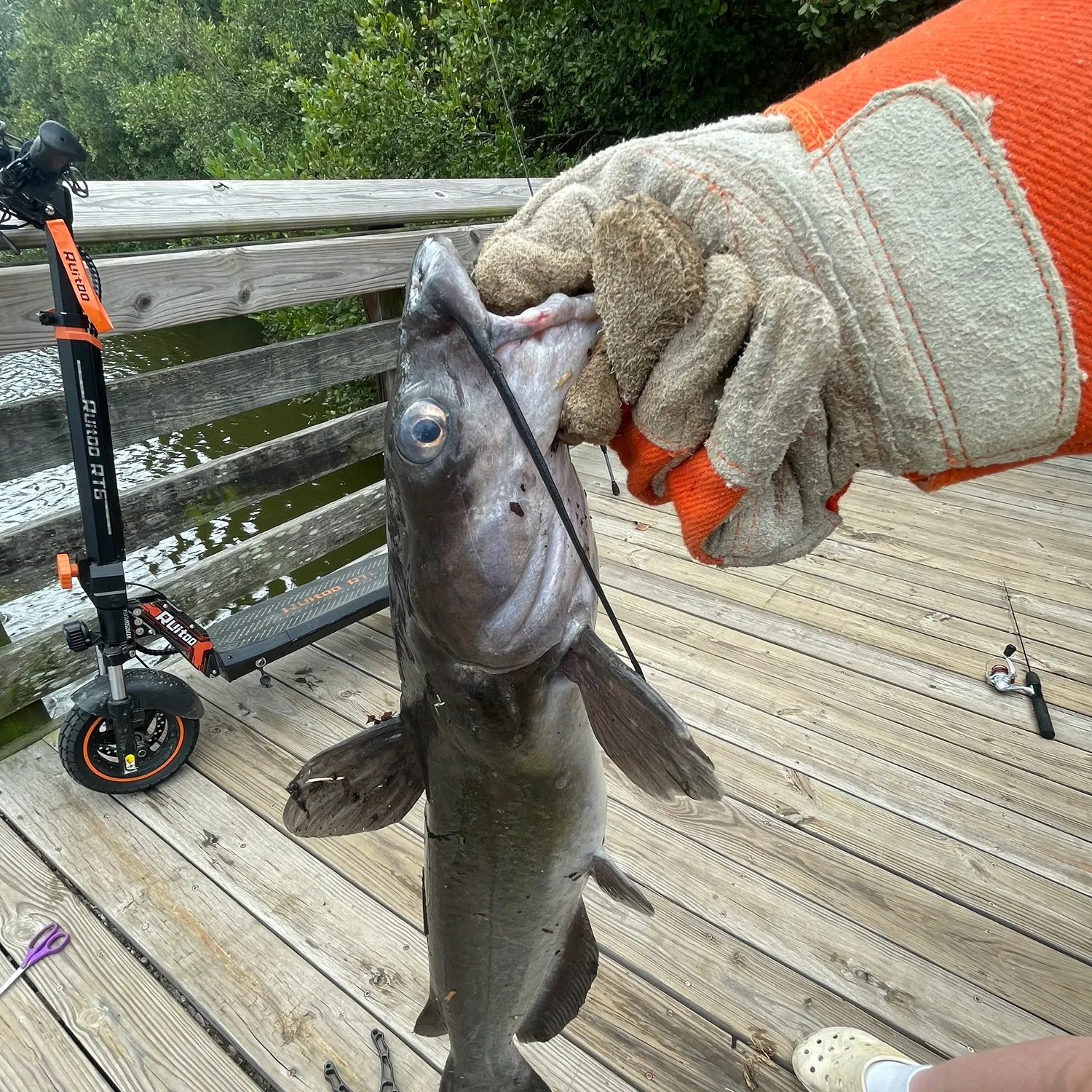 Channel catfish caught on Fishbrain