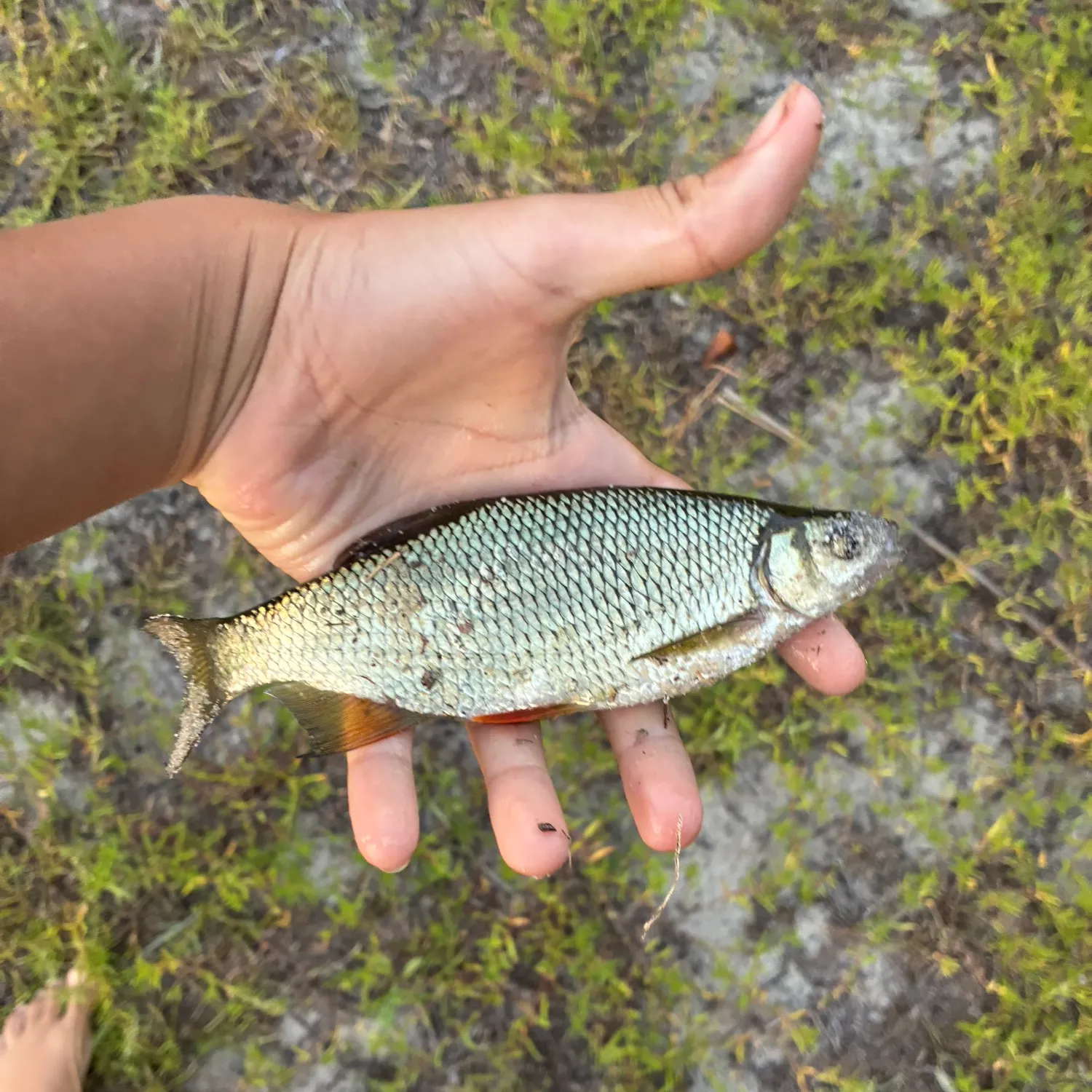 Golden shiner caught on Fishbrain
