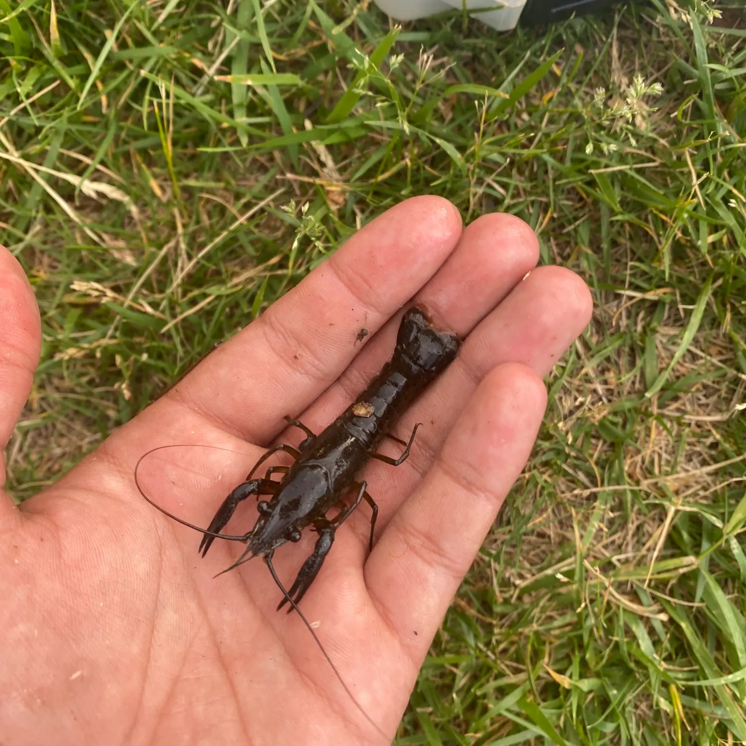 The most recent Northern clearwater crayfish catches on Fishbrain