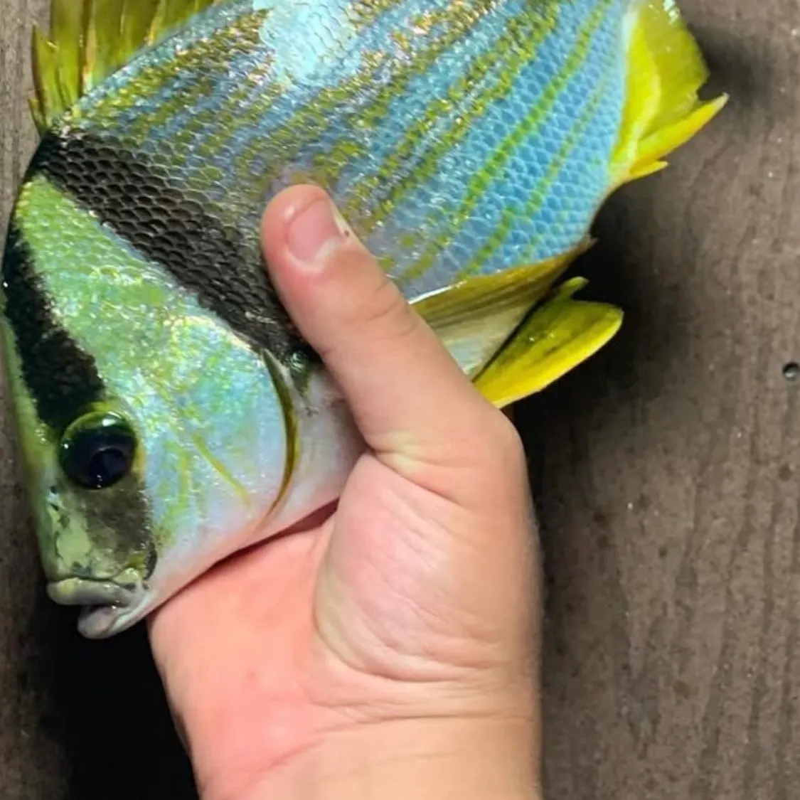 The most recent Atlantic porkfish catches on Fishbrain
