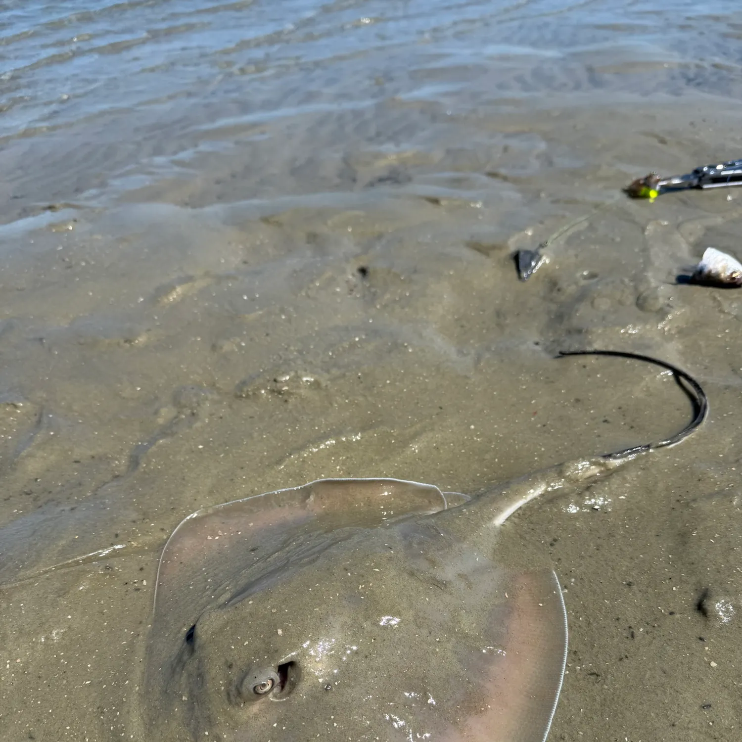 Atlantic stingray caught on Fishbrain