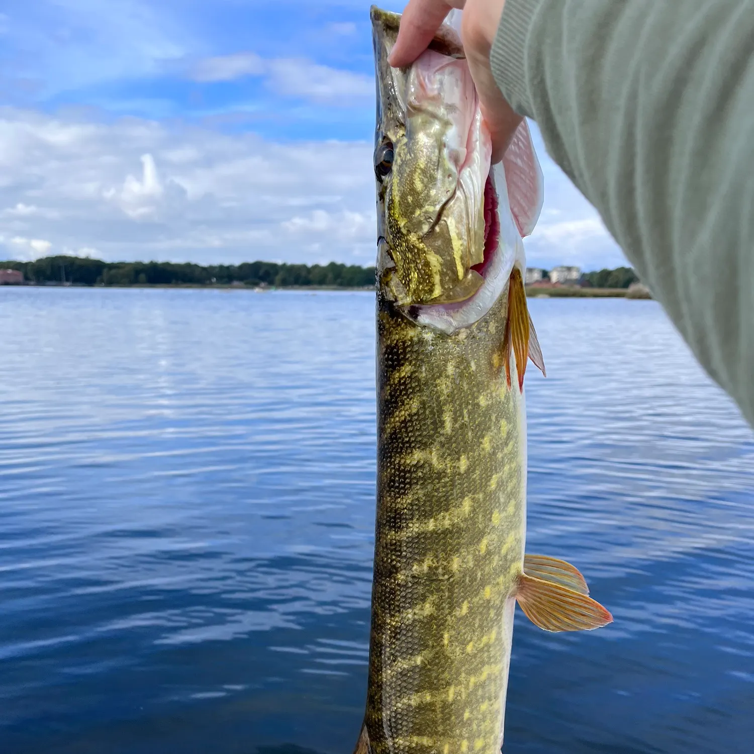 Northern pike caught on Fishbrain