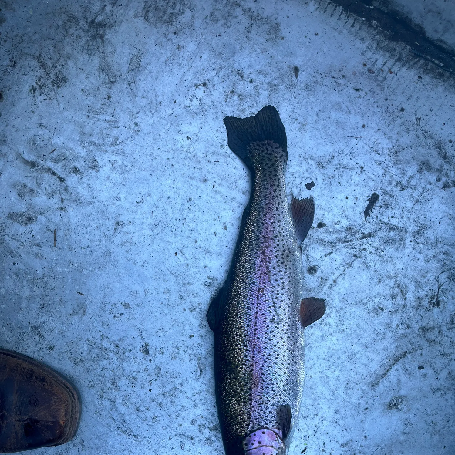 Rainbow trout caught on Fishbrain
