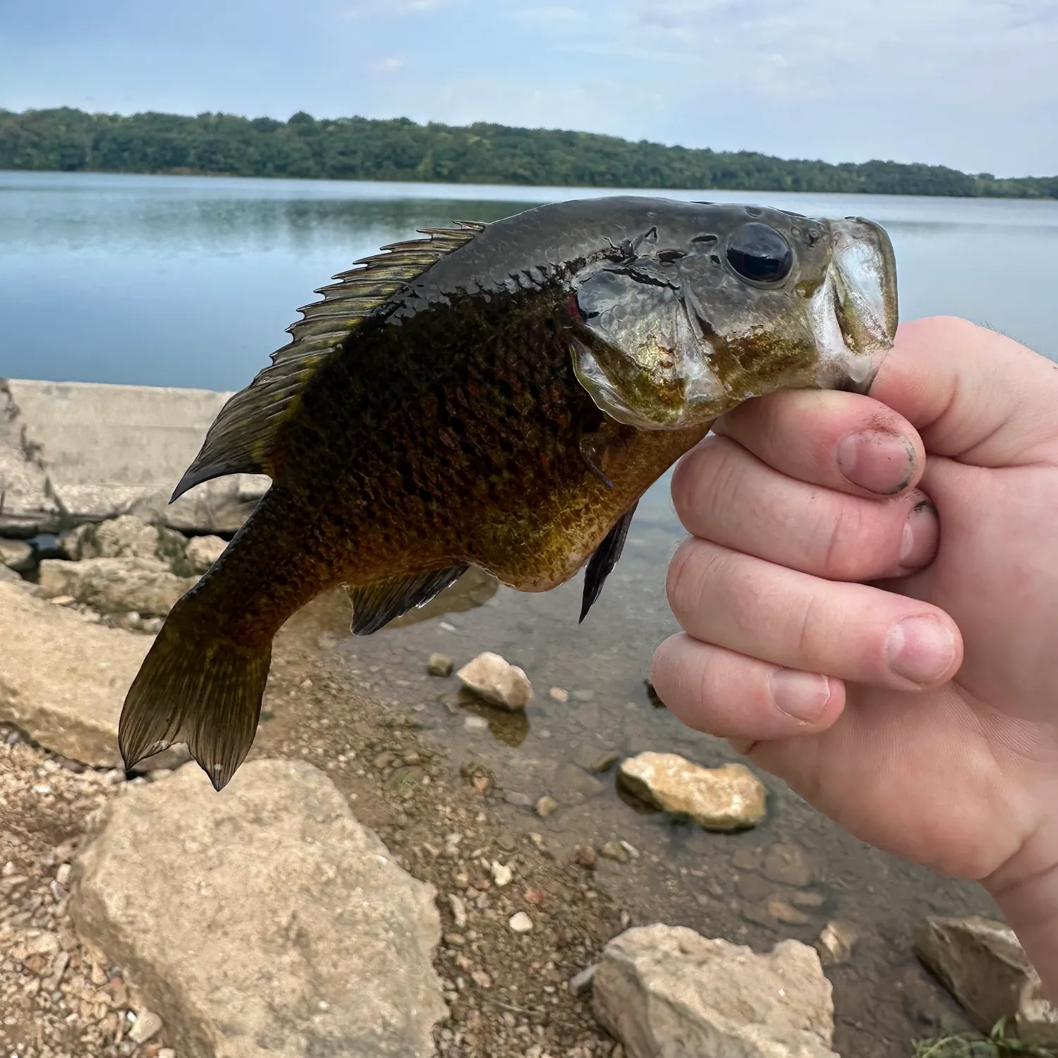 Warmouth caught on Fishbrain
