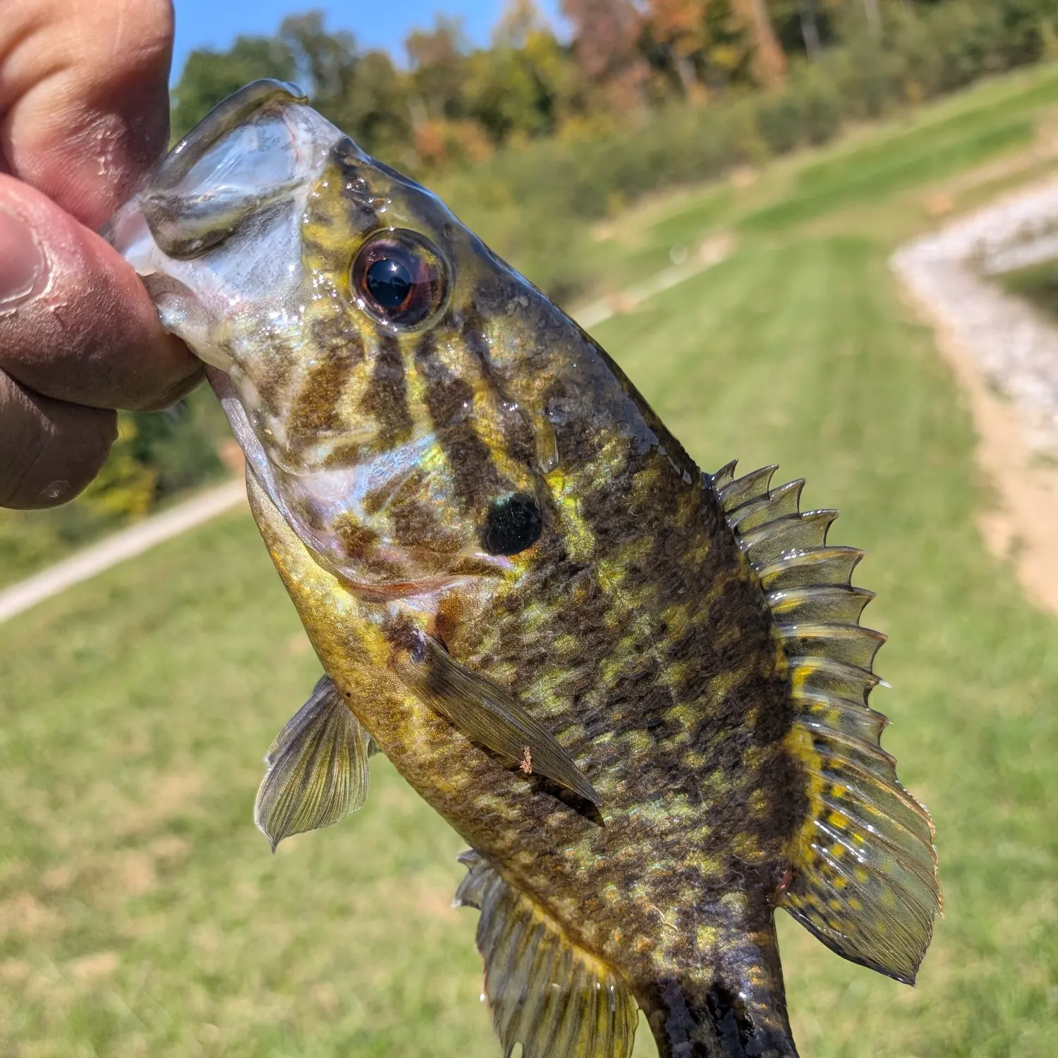 Warmouth caught on Fishbrain
