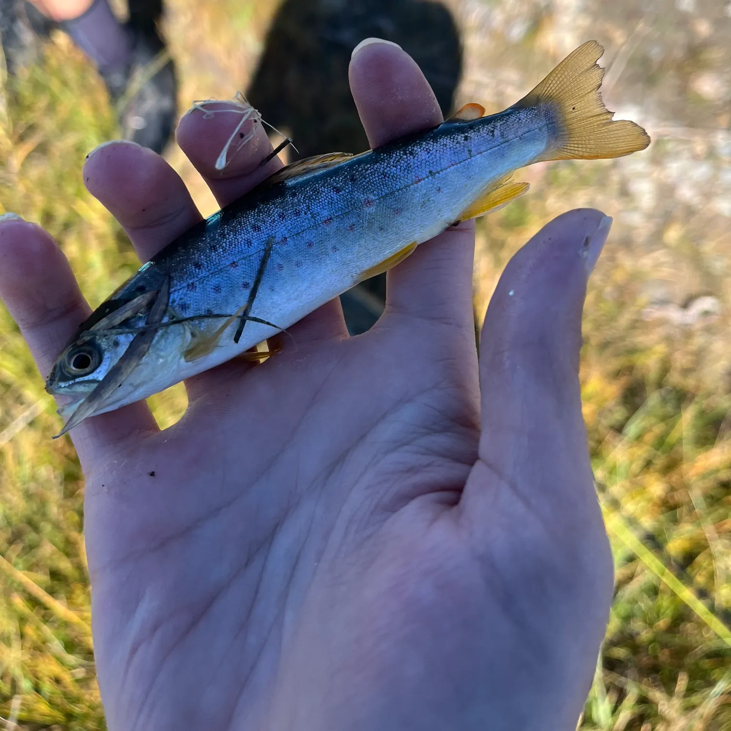 Brown trout caught on Fishbrain