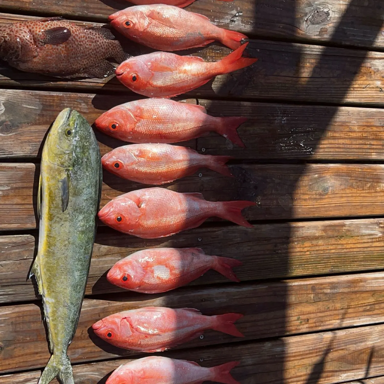 The most recent Common dolphinfish catches on Fishbrain