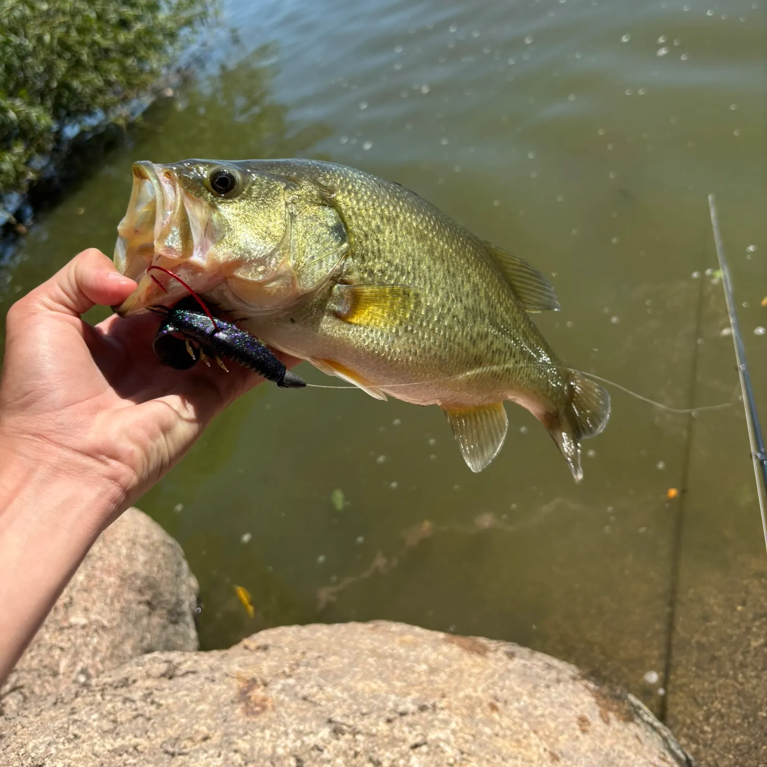 Largemouth bass caught on Fishbrain