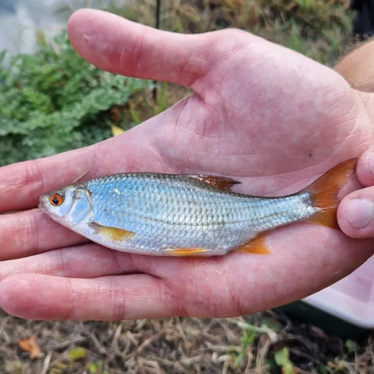 Common roach caught on Fishbrain