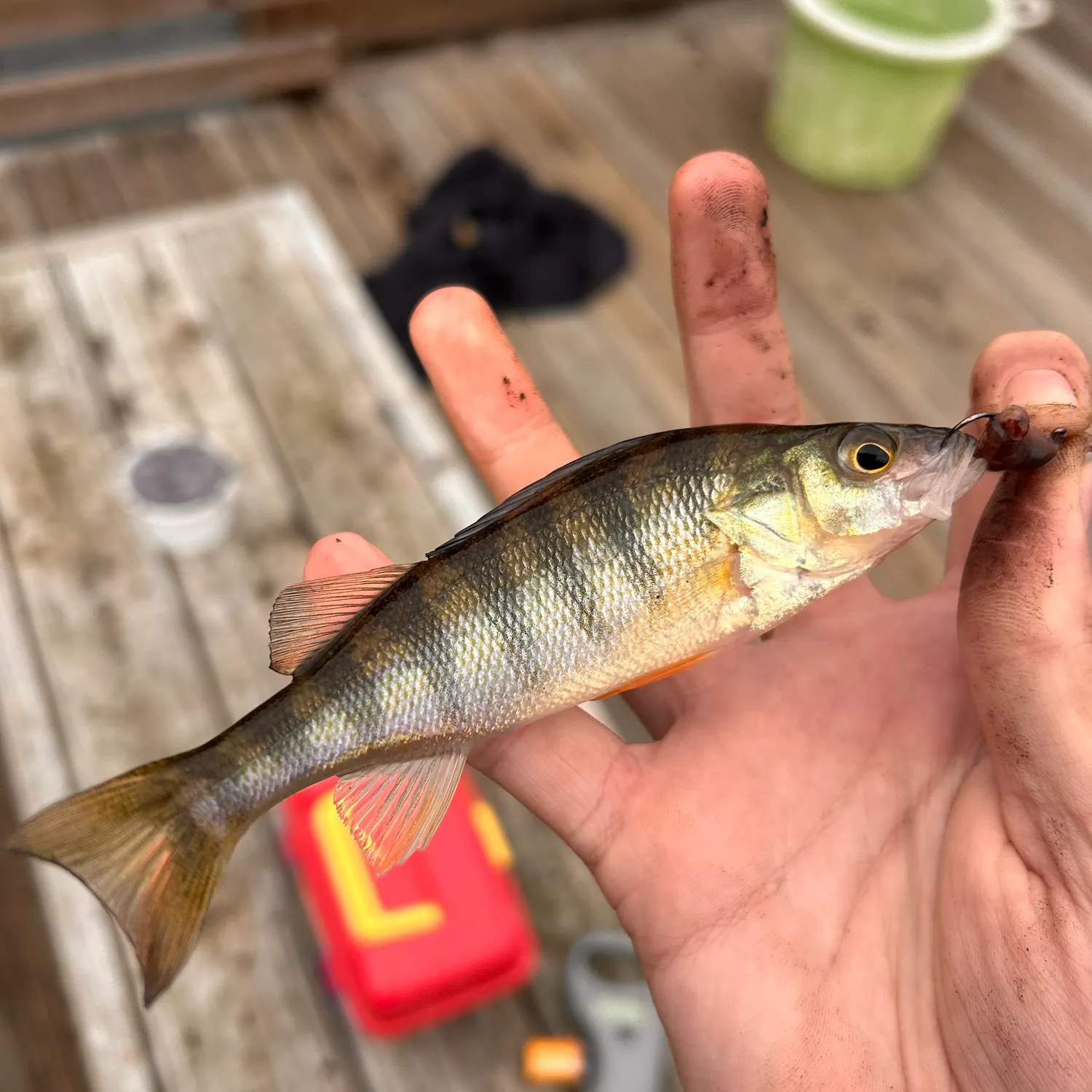 Yellow perch caught on Fishbrain