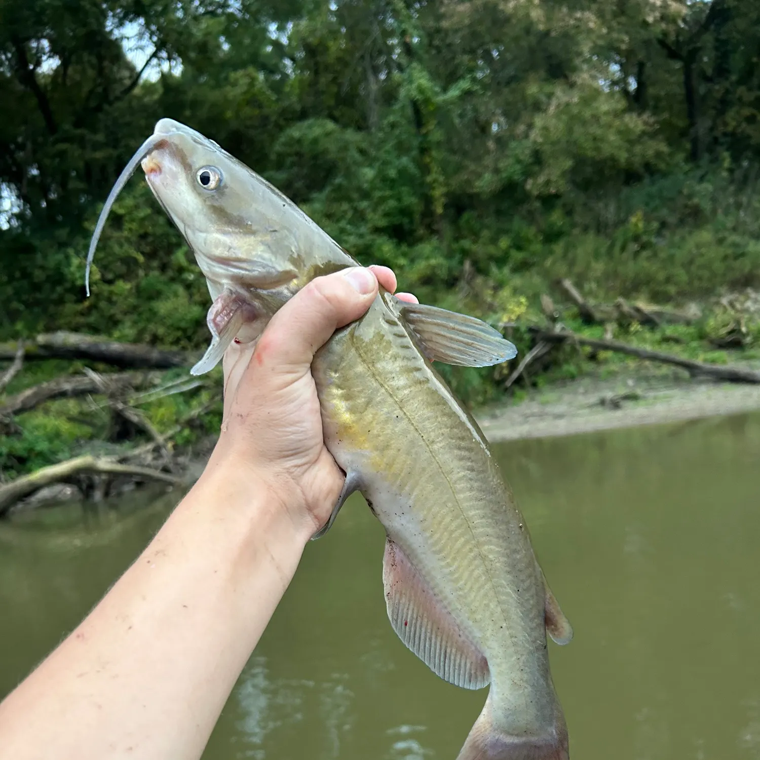 Channel catfish caught on Fishbrain