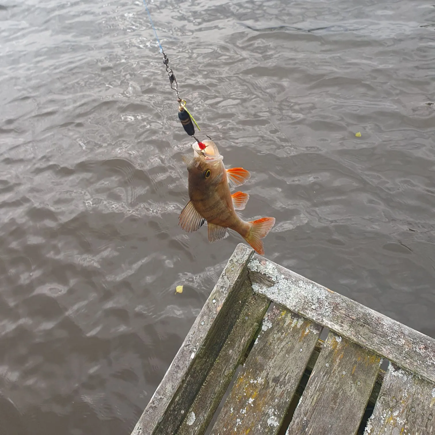 European perch caught on Fishbrain