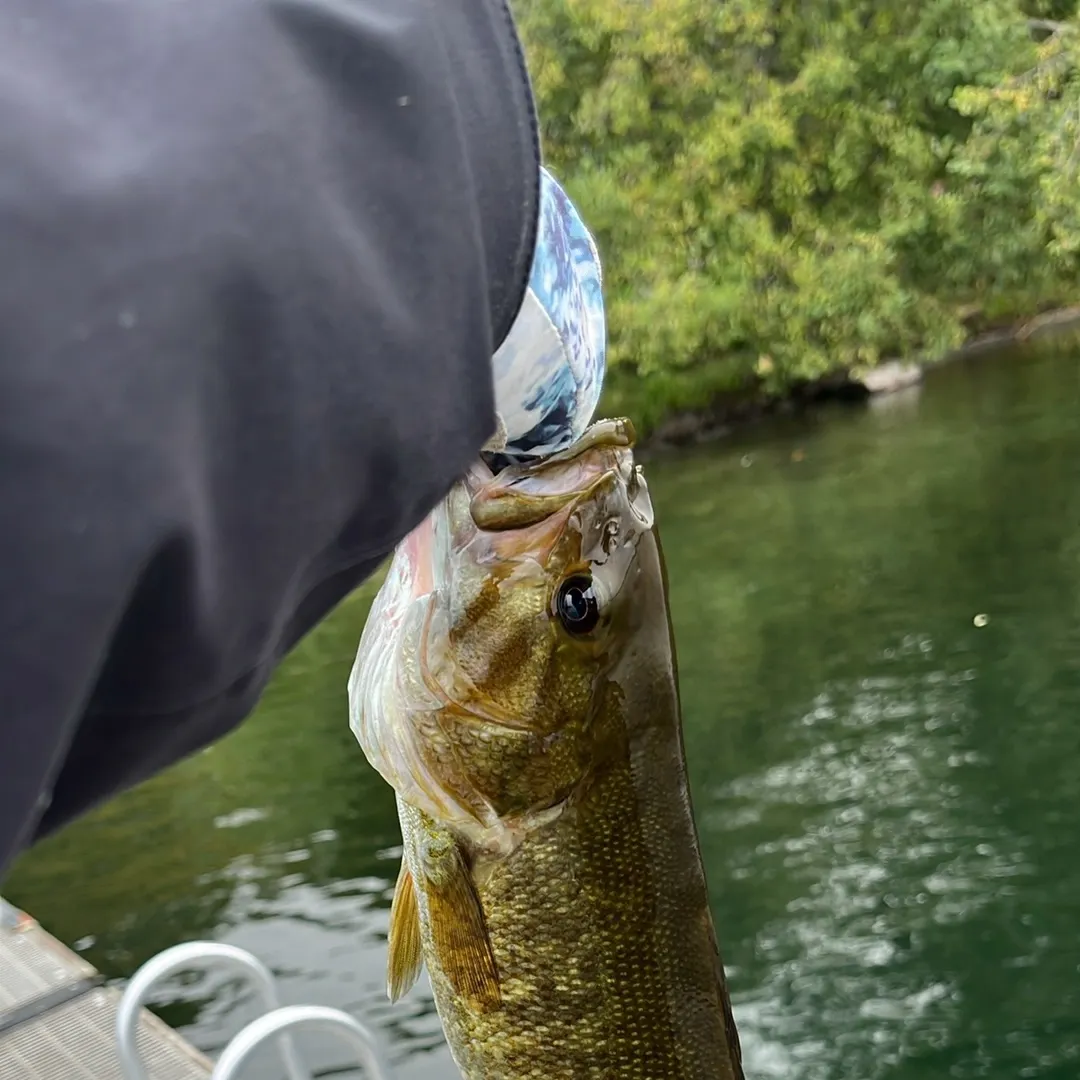 Smallmouth bass caught on Fishbrain