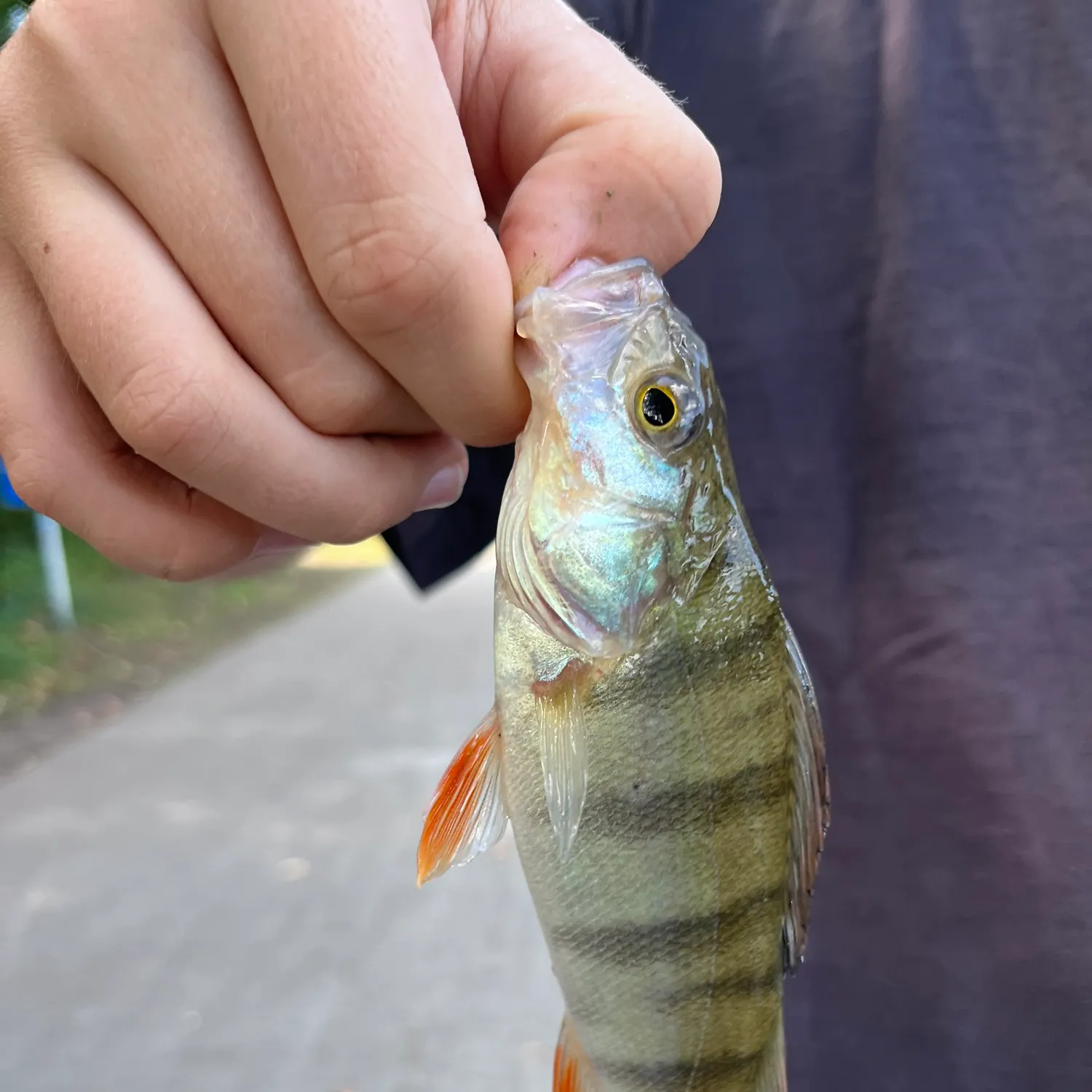European perch caught on Fishbrain