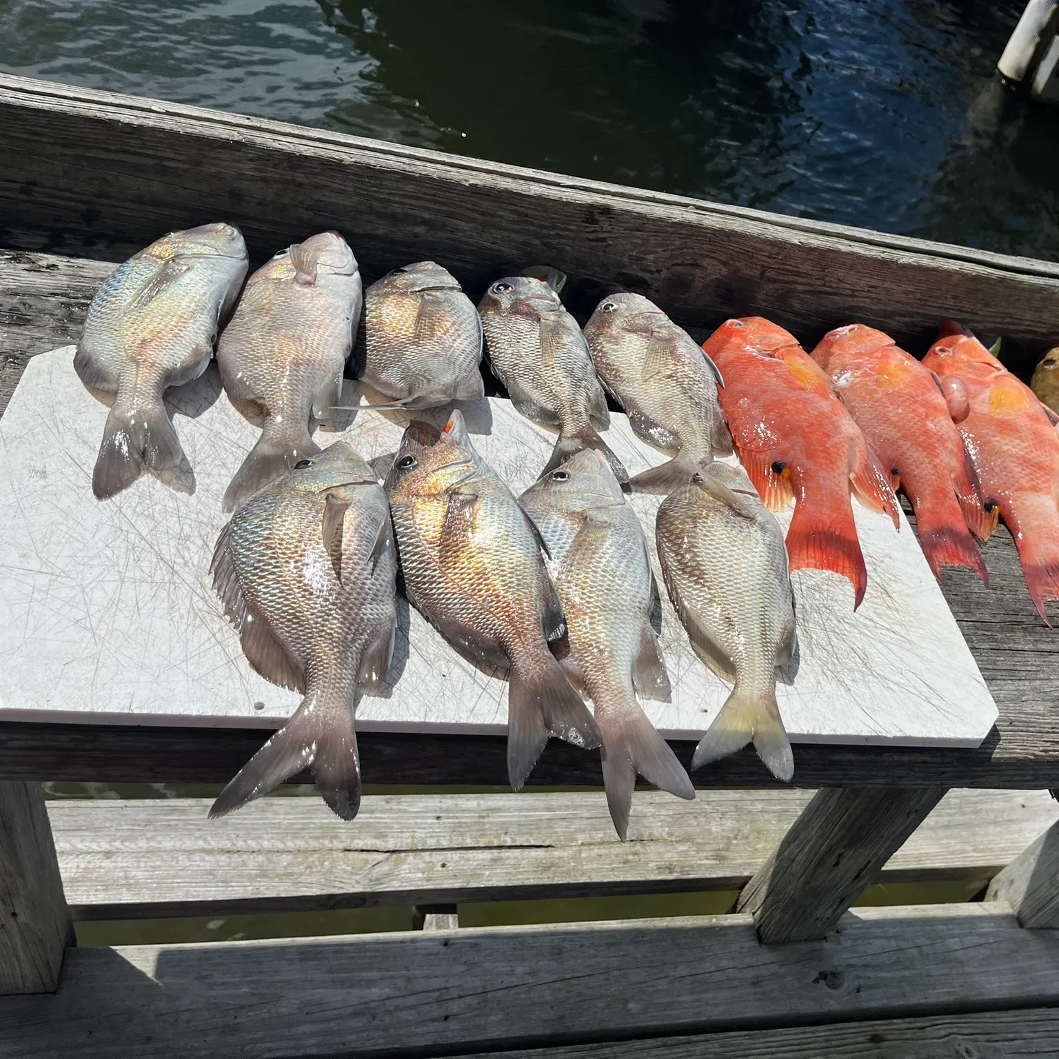 recently logged catches