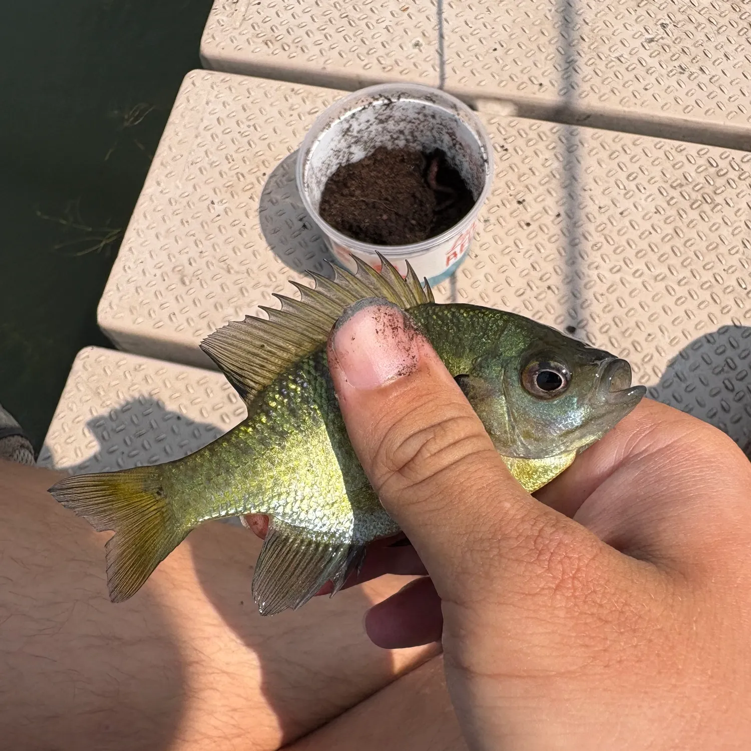 The most recent Bluegill catches on Fishbrain
