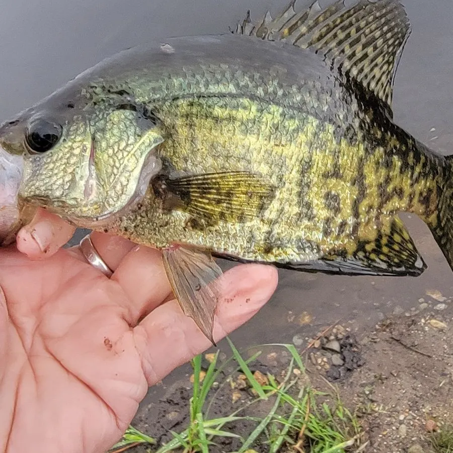 Black crappie caught on Fishbrain