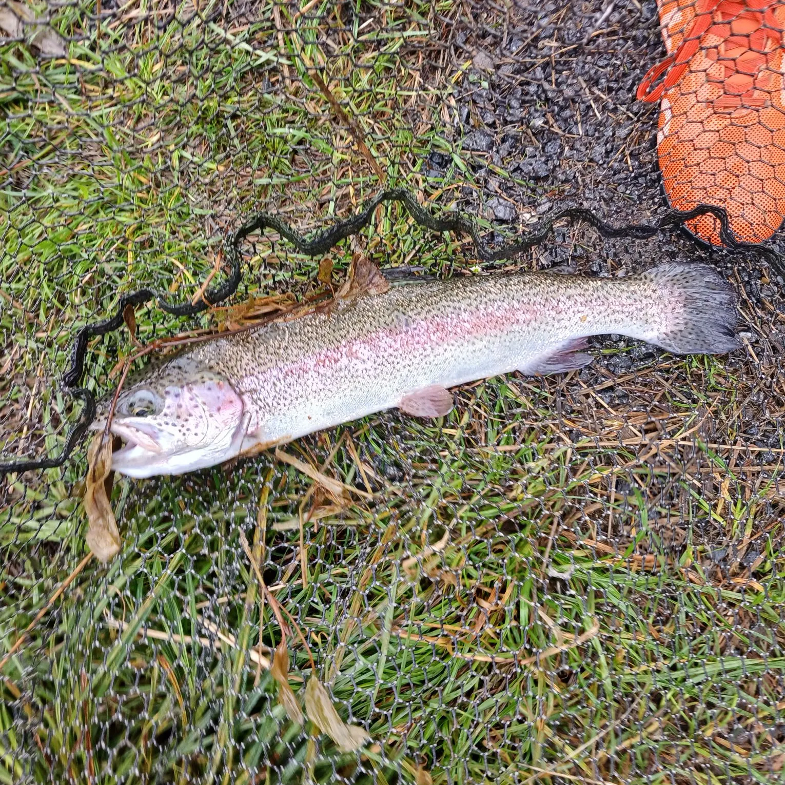 Rainbow trout caught on Fishbrain