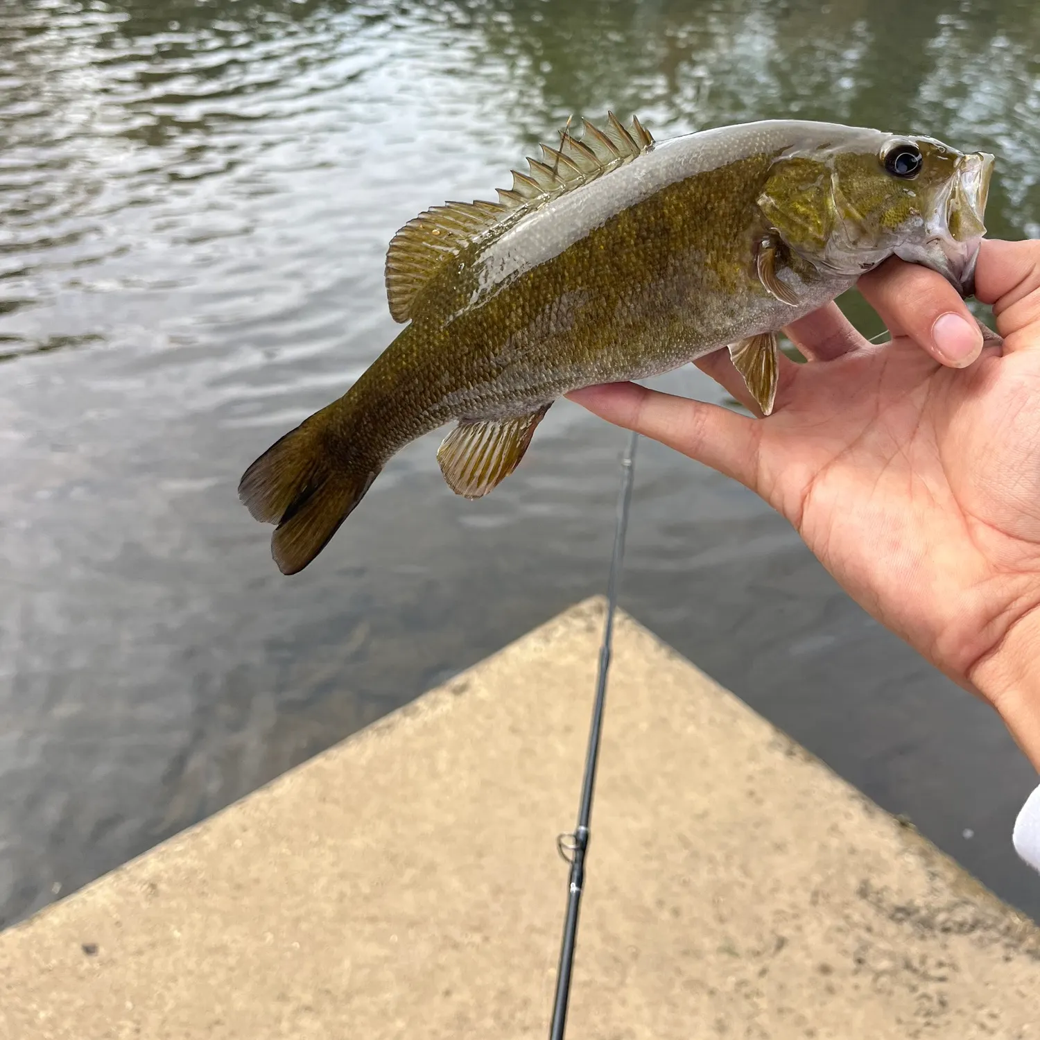 Smallmouth bass caught on Fishbrain