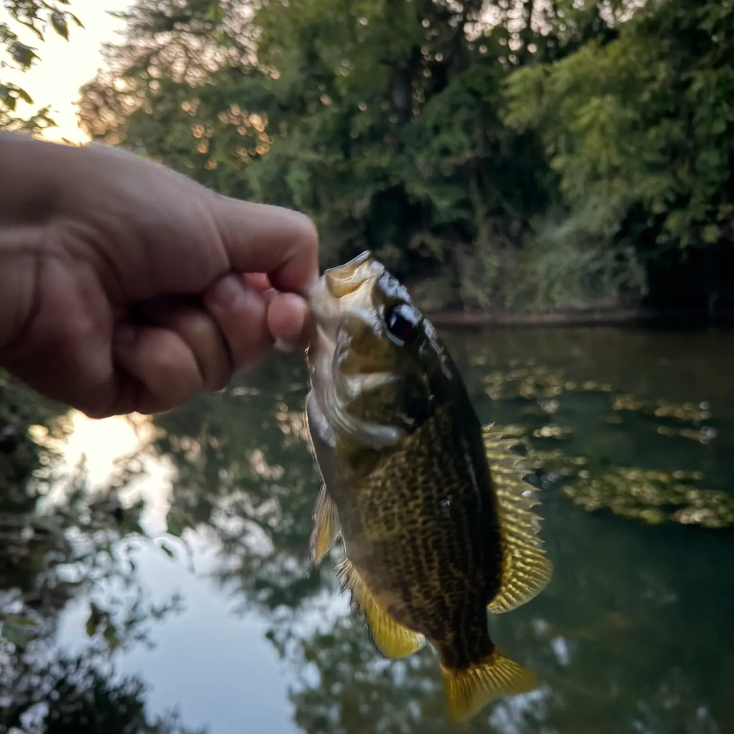 Rock bass caught on Fishbrain