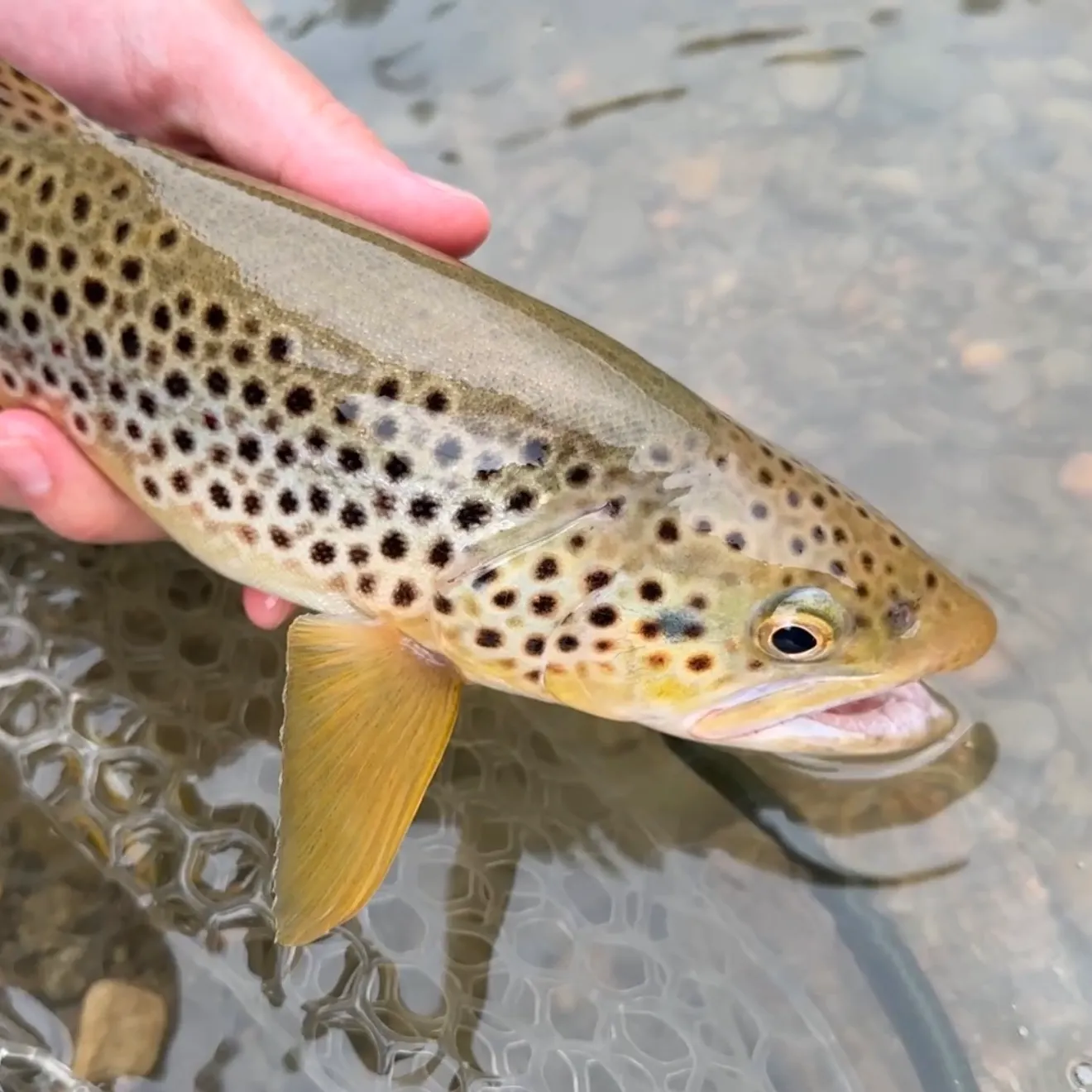 Brown trout caught on Fishbrain